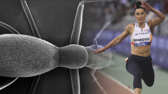 "Remyelal spanovicae": Entomolozi otkrili novu vrstu pećinskog insekta i nazvali je po srpskoj atletičarki