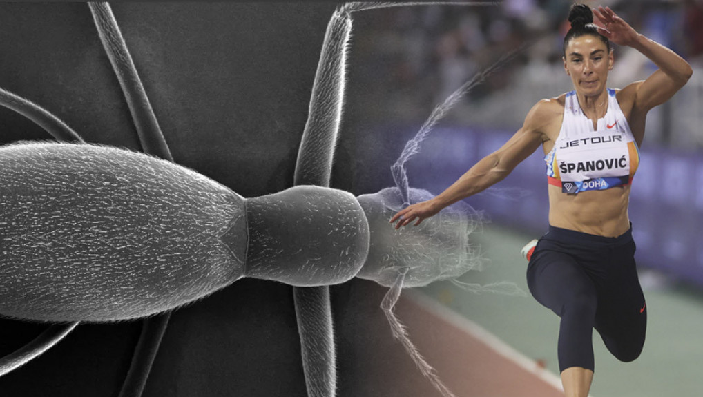 "Remyelal spanovicae": Entomolozi otkrili novu vrstu pećinskog insekta i nazvali je po srpskoj atletičarki