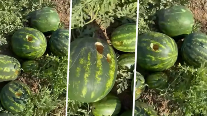 Lukavi predatori haraju Odžacima: Savi uništene lubenice, meštani nemoćni jer se ničega ne plaše (VIDEO)