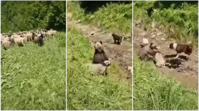 Hrabri psi i čobanin u borbi sa medvedom: Ovca na Durmitoru izvučena iz čeljusti smrti (VIDEO)