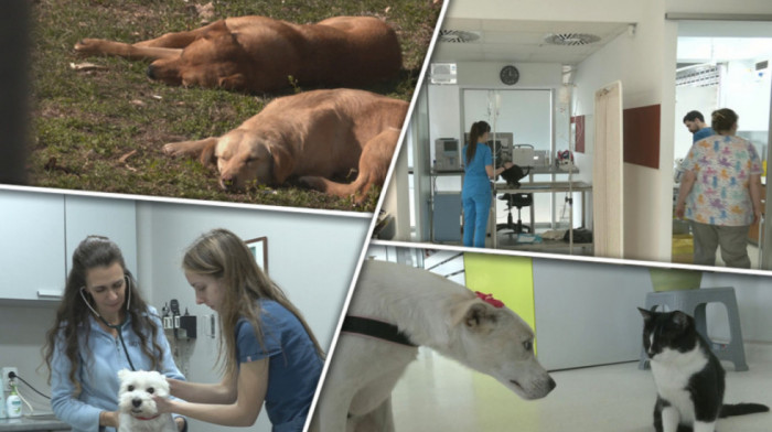 Vrućine i užareni troatari mogu ozbiljno ugroziti zdravlje kućnih ljubimaca: Koji su saveti veterinara?