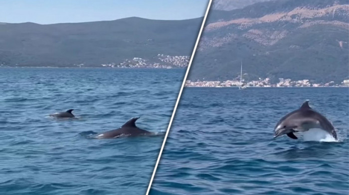 Novi nesvakidašnji prizor sa crnogorskog primorja: Snimljeno jato delfina (VIDEO)