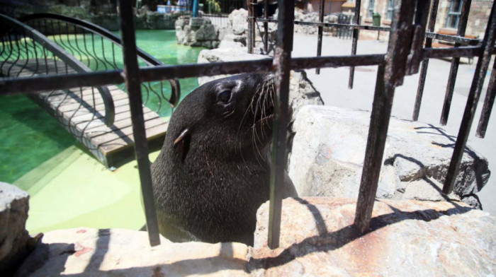 Upoznajte Berta, foku iz Beogradskog zoo vrta, koja "razmišlja stomakom" (VIDEO)