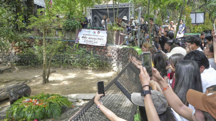 Nepažnja bez većih posledica: Dete lakše povređeno nakon prilaska vukovima u zoo-vrtu u Pensilvaniji