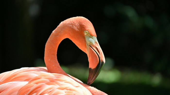 Ružičasta pretnja po italijanski rižoto: Flamingosi se doselili tamo gde ih pre nije bilo i ugrožavaju useve pirinča
