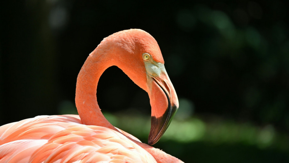 Ružičasta pretnja po italijanski rižoto: Flamingosi se doselili tamo gde ih pre nije bilo i ugrožavaju useve pirinča