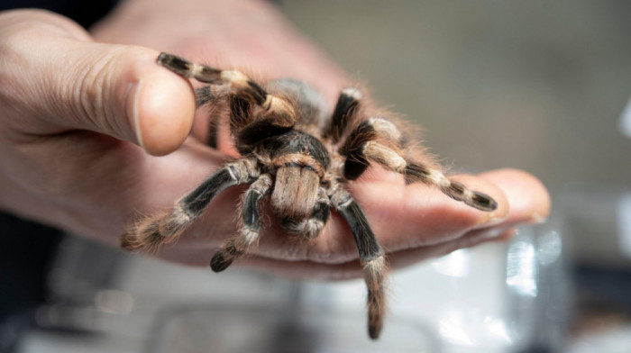 Tarantule skrivene u kutijama keksa: Zaplena na aerodromu u Kelnu, životinje stradale zbog nehumanih uslova