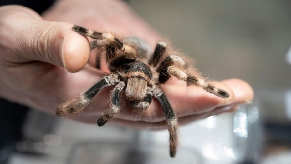 Tarantule skrivene u kutijama keksa: Zaplena na aerodromu u Kelnu, životinje stradale zbog nehumanih uslova