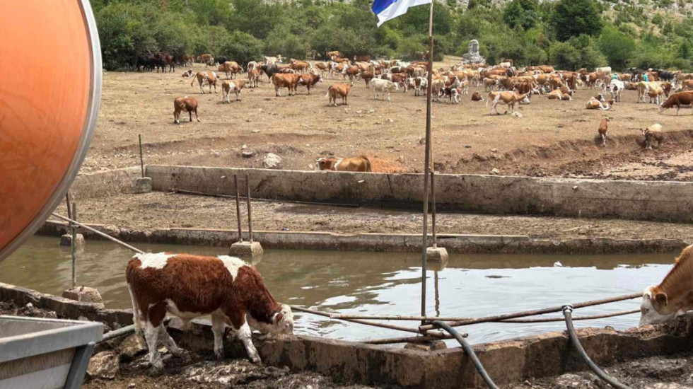 "Situacija je bila katastrofalna": Euronews Srbija na Suvoj planini gde je oko 1.000 grla stoke danima bilo bez vode