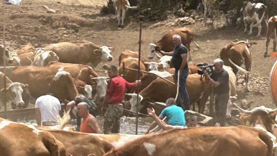 Cisterne sa pijaćom vodom stigle na Suvu planinu, životinje bile ugrožene zbog velike suše