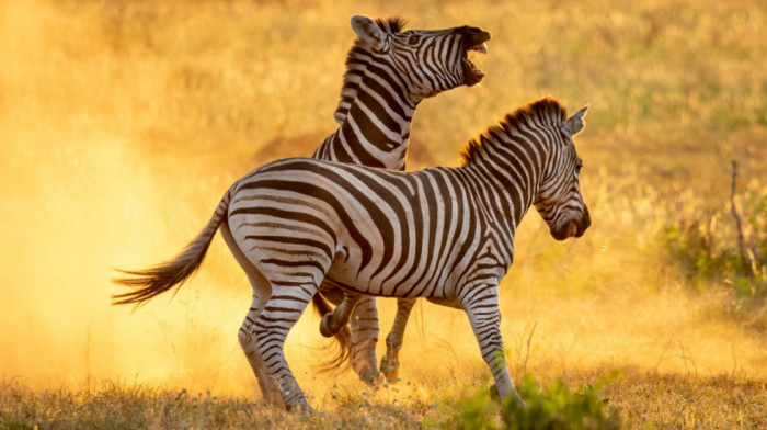 Neukrotive lepotice savane mogu da ugroze život: Zašto se dešava da "miroljubive" zebre napadnu ljude