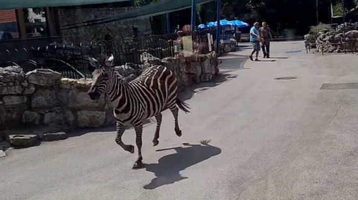 Ovako je počeo haos u Beo zoo vrtu: Snimak zebre u bekstvu kruži mrežama, povredila dvoje odraslih i mališana (2)
