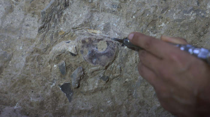 Neovlašćeno iskopavao arheološke predmete kod Inđije: Policija oduzela deset metal-detektora i veliki broj artefakata