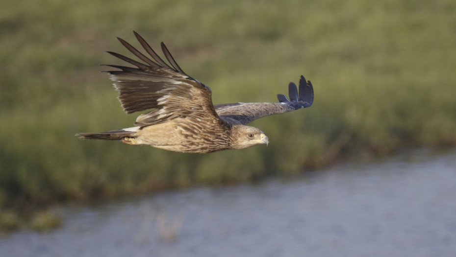 Bili su samo Bora i Eržika, a sada je više od 30 gnezdećih parova: Povratak orlova krstaša u Srbiju