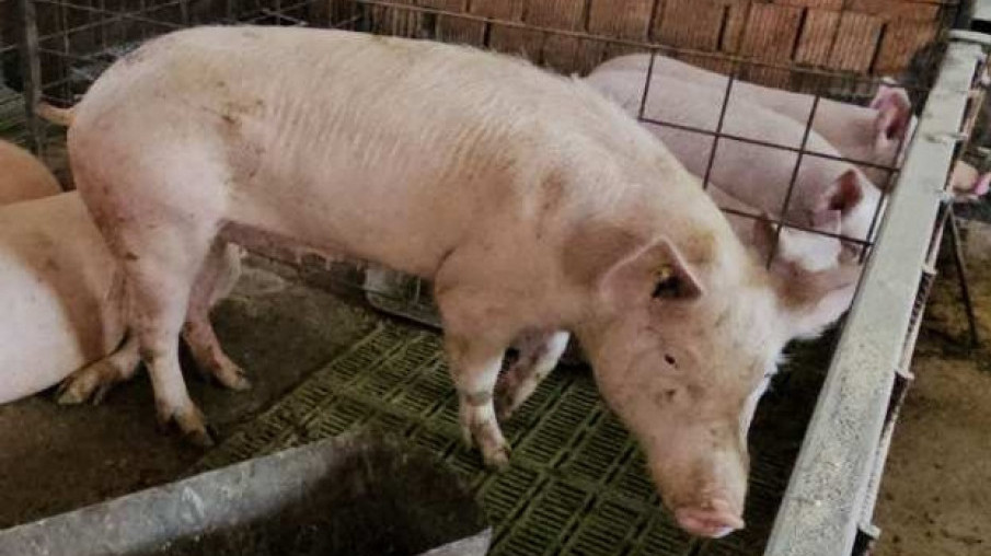 Afrička kuga svinja potvđena u Topoli, sprovode se neophodne mere