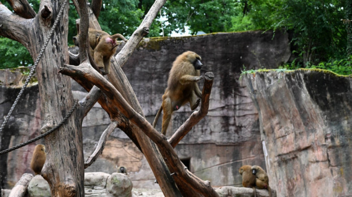 Bes u nemačkoj javnosti: Uprkos protestima u zoo vrtu ubijeno 12 pavijana zbog prenatrpanosti