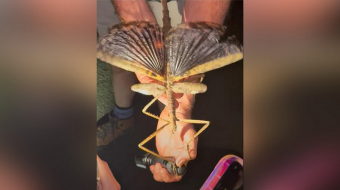 Visoko u krošnjama Australije pronađen ogroman insekt: "Grančica" dugačka 40 centimetara krilima zaustavlja dah (VIDEO)