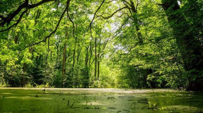 Proglašeno zaštićeno područje Specijalni rezervat prirode "Bosutske šume"