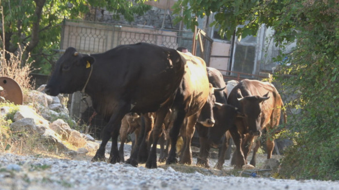 Uprava za veterinu: Netačni navodi o hormonima i antibioticima u mesu