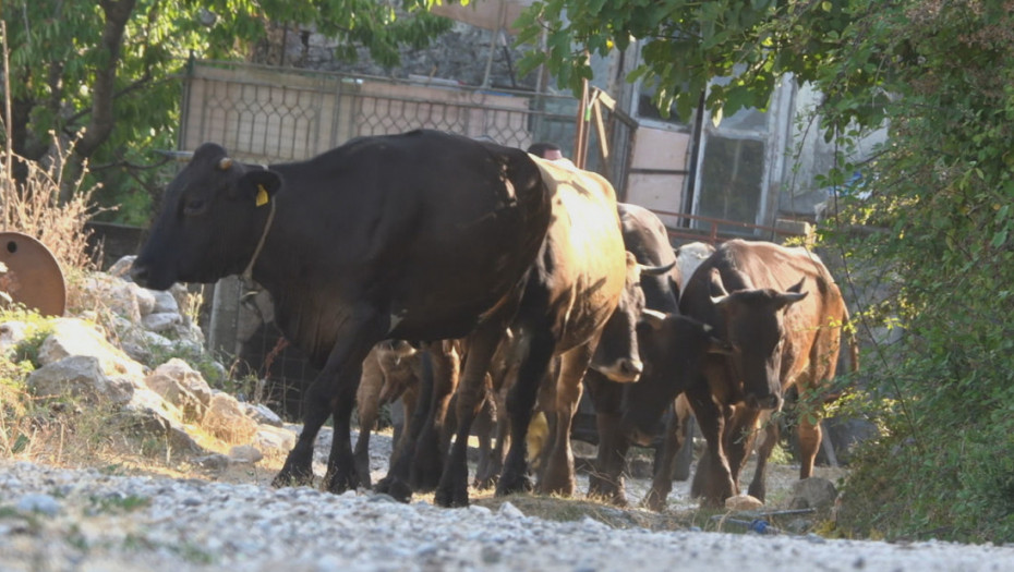 Uprava za veterinu: Netačni navodi o hormonima i antibioticima u mesu