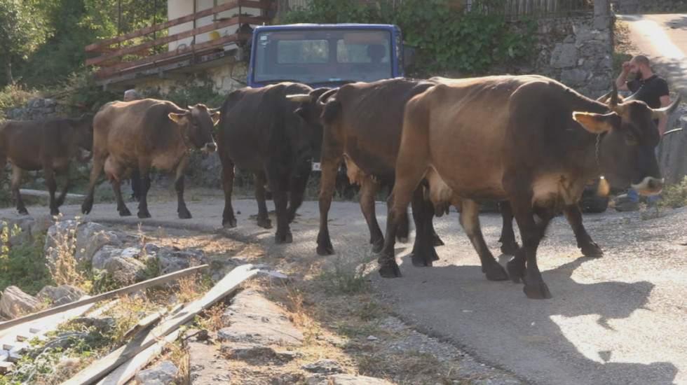 Ministarstvo poljoprivrede: Nova vrsta podsticaja u primarnoj stočarskoj proizvodnji