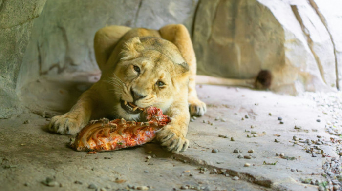 Šokantni apel danskog zoo vrta: Pozvali ljude da doniraju neželjene ljubimce kao hranu za njihove grabljivice