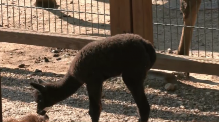 Nova beba alpaka osvojila srca svih u Beo zoo vrtu: Malena ženka sada traži ime (VIDEO)