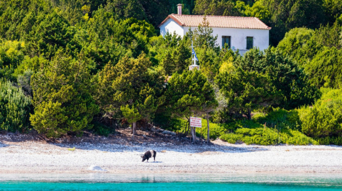 Tirkizna voda i poneki grok: Jedinstvena plaža u Grčkoj na kojoj se možete kupati sa svinjama (VIDEO)