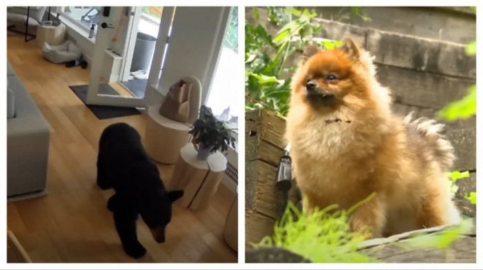 Pomeranac velikog srca: Ljubimac težak tri kilograma se neustrašivo suprotstavio medvedu koji mu je ušao u kuću (VIDEO)
