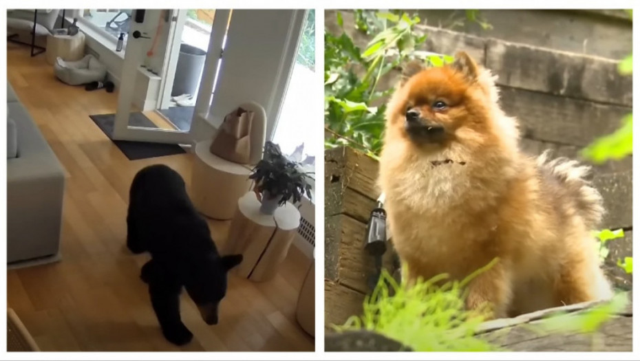 Pomeranac velikog srca: Ljubimac težak tri kilograma se neustrašivo suprotstavio medvedu koji mu je ušao u kuću (VIDEO)