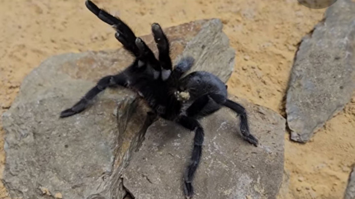 "Kralj genitalija": Otkriven novi rod tarantula sa izuzetno velikim polnim organima