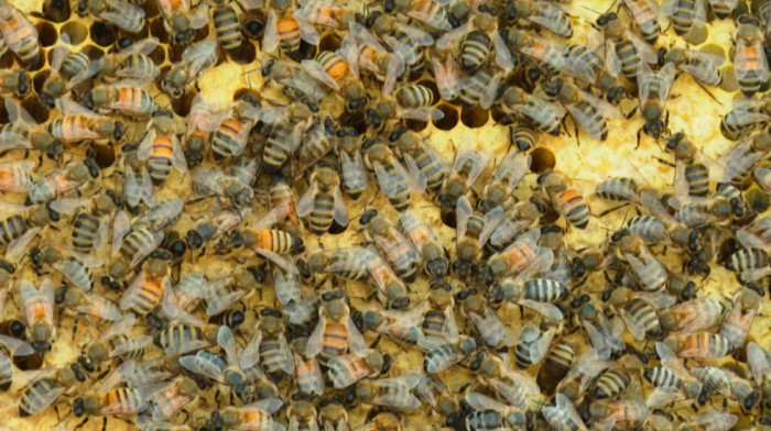 Pčelari do 31. oktobra treba da prijave košnice: Kako pravovremena prijava pomaže pčelama i proizvođačima?