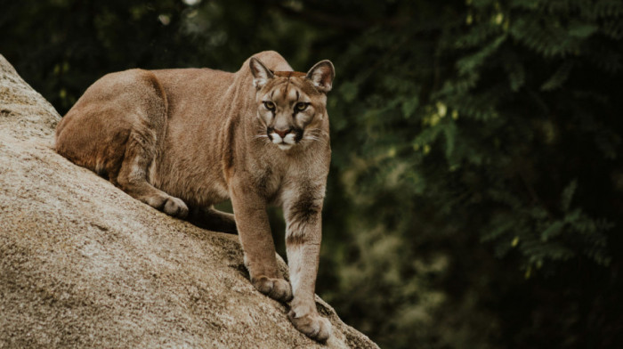 Puma napala 11-godišnju devojčicu ispred kuće u Malibuu