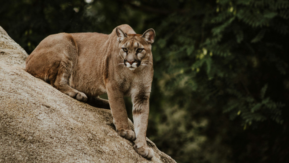 Puma napala 11-godišnju devojčicu ispred kuće u Malibuu