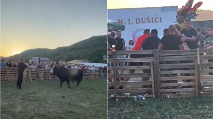 Tuča na borbi bikova u BiH: Izbio haos u publici oko novca za opklade (VIDEO)