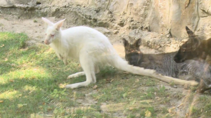 Ovari: Albino kenguri ne opstaju dugo u prirodi, kod nas imaju svu negu i pažnju