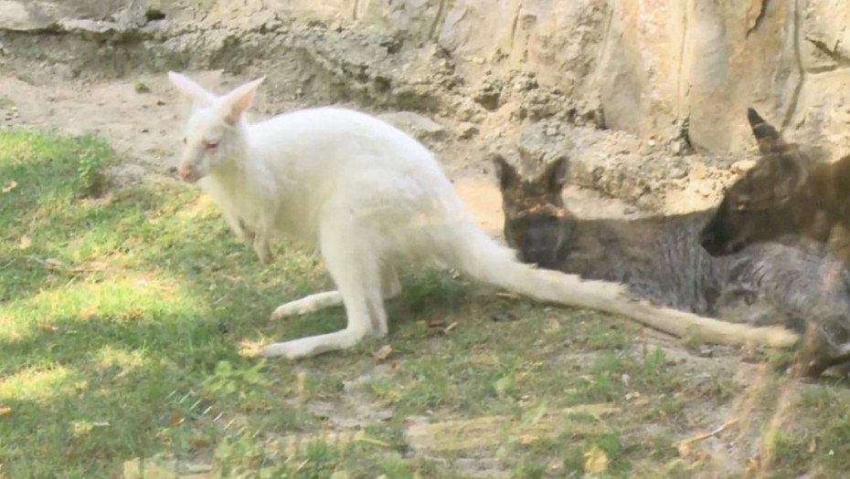 Ovari: Albino kenguri ne opstaju dugo u prirodi, kod nas imaju svu negu i pažnju