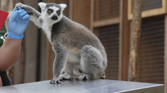 Novi dom za lemure u Beo zoo vrtu dobio neočekivane goste: "Naselile su naš mini Madagaskar"