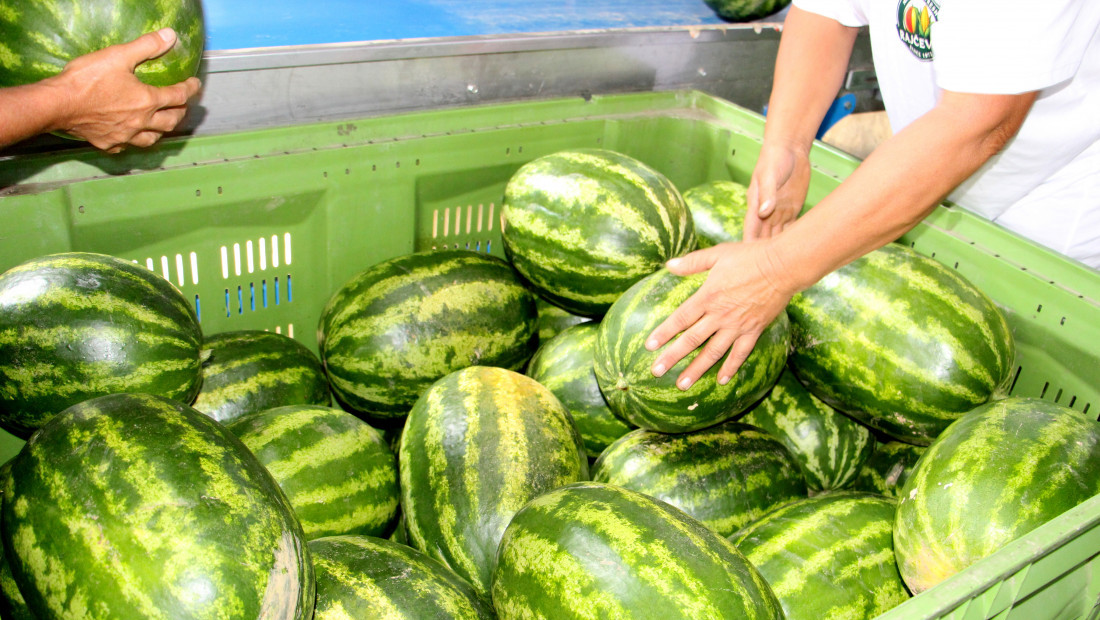 Lubenica je idealna za leto, ali nije za svakoga: Stručnjaci upozoravaju kome može da šteti
