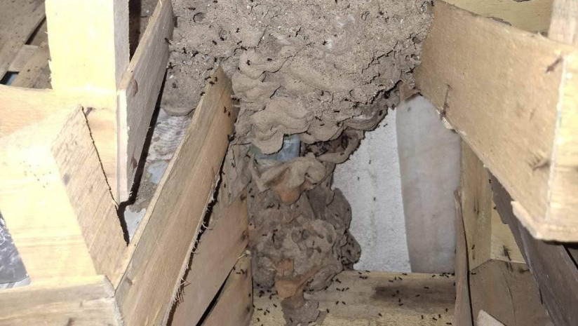 Neobičan susret sa mravima: Mladić iz Beograda imao problem sa insektima, a onda je u podrumu otkrio neverovatan prizor