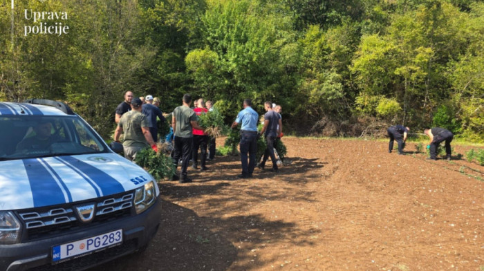 Otkrivena najveća plantaža marihuane u Crnoj Gori: Dve osobe uhapšene, zaplenjeno 13.000 sadnica (FOTO)