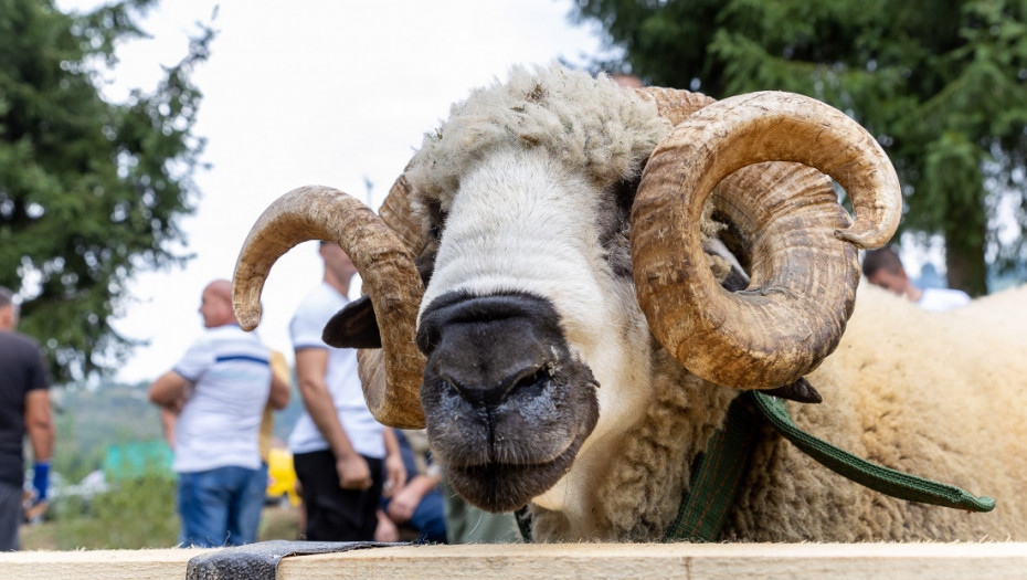 U Pričeviću kod Valjeva održana 17. ovčarska izložba i 6. festival jagnjećeg pečenja