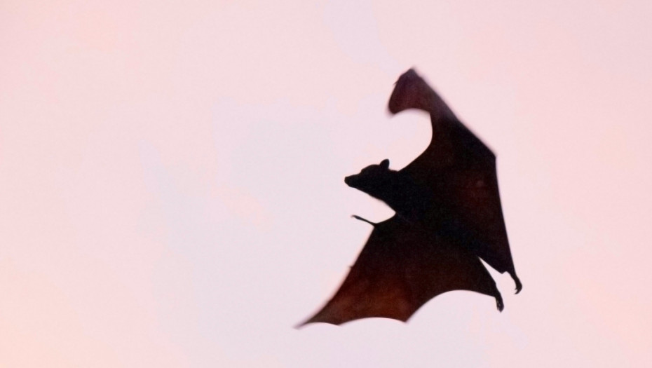 Danski grad zamenio belo ulično osvetljenje crvenim da zaštiti slepe miševe