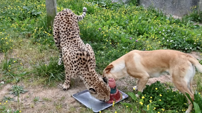 Gepard i labrador postali TikTok senzacija : Kumbali i Kago pokazuju da ljubav ne zna za granice (VIDEO)