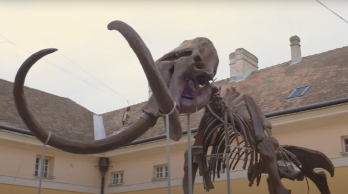 Nova epizoda emisije "Kustos": Zavirite u dom najpoznatije mamutice u Srbiji (VIDEO)