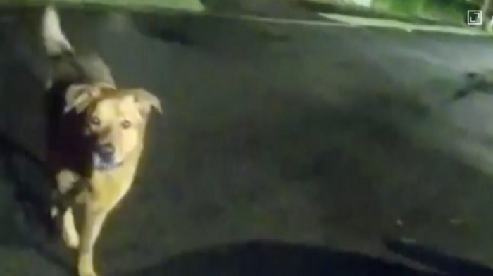 Četvoronožni heroj oduševio svet: Pas vodio policiju do povređene bake (VIDEO)