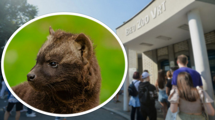 Beogradski zoo vrt ima novog stanovnika: Još je neodoljiva beba, a kad poraste biće opasan lovac (FOTO)