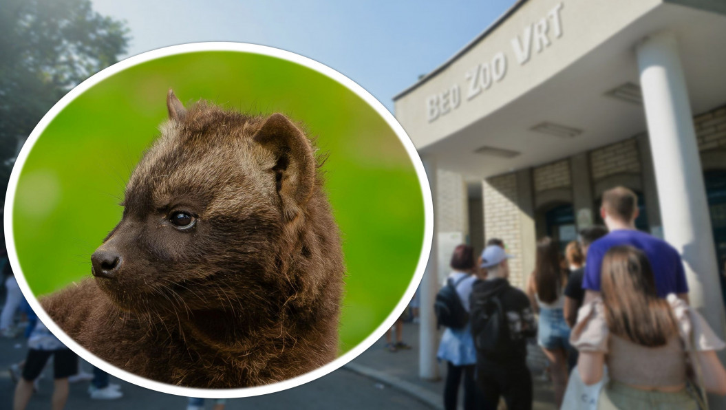 Beogradski zoo vrt ima novog stanovnika: Još je neodoljiva beba, a kad poraste biće opasan lovac (FOTO)