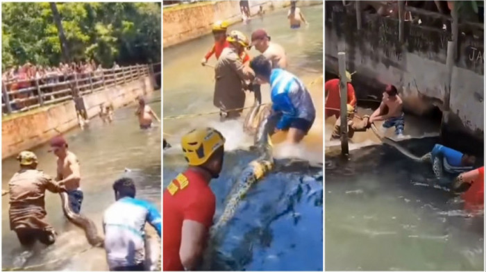 Ogromna anakonda izazvala pometnju na kupalištu u Brazilu: Trojica vatrogasaca učestvovala u uklanjanju (VIDEO)