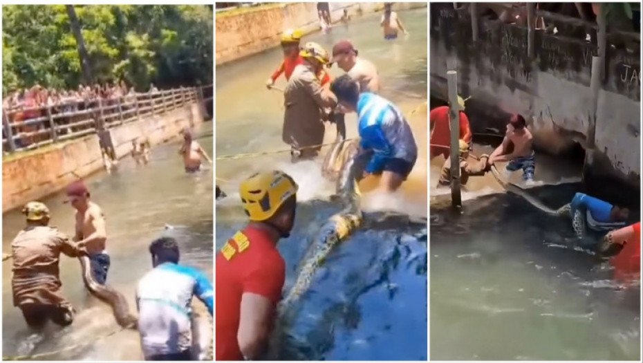 Ogromna anakonda izazvala pometnju na kupalištu u Brazilu: Trojica vatrogasaca učestvovala u uklanjanju (VIDEO)